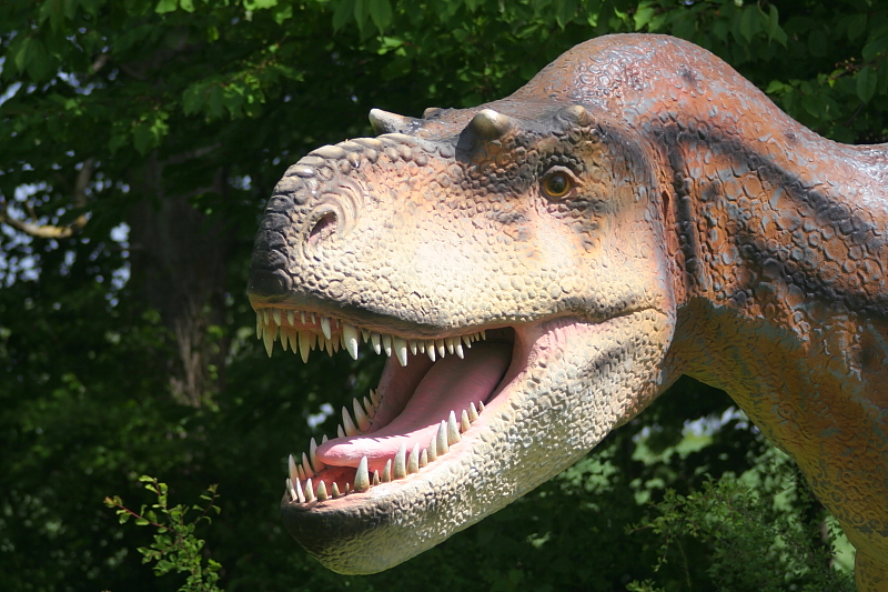 Killikus&reg; Fotographie